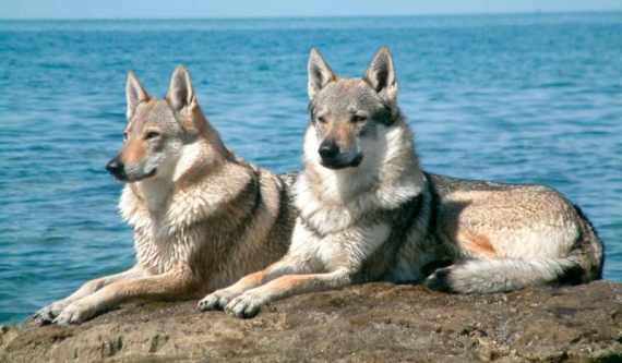7 razas de perro con las mordidas más fuertes