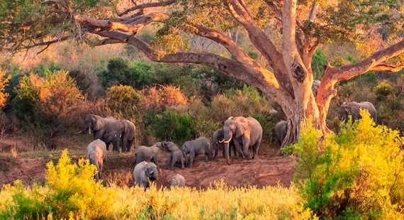 Sudáfrica: de la sabana a los océanos