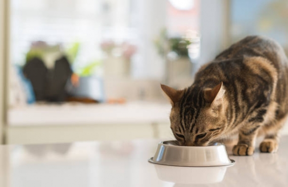 Las mejores comidas para gatos en Uruguay